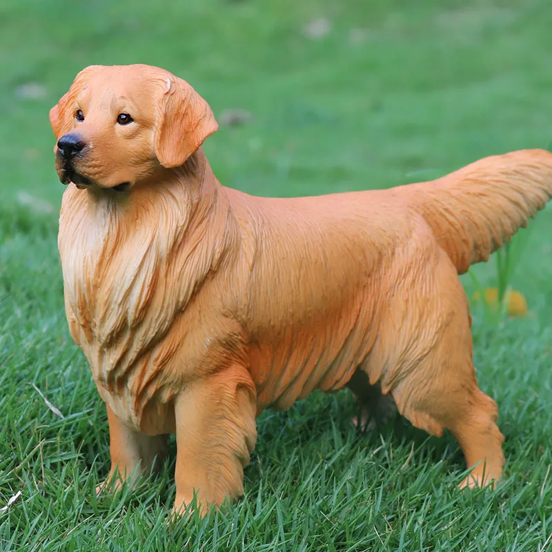 金毛犬
