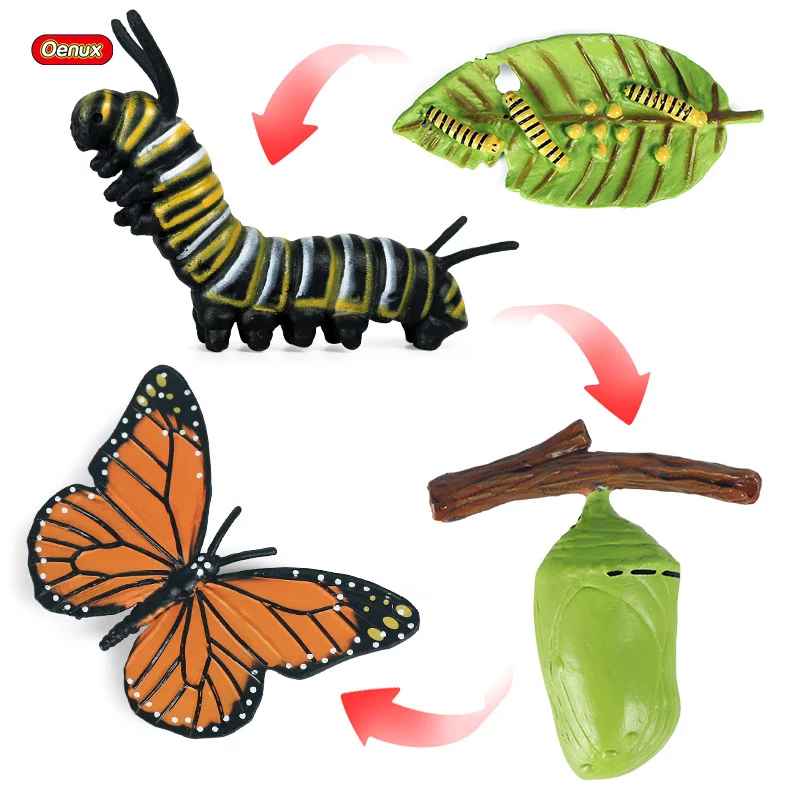 Caracol crecimiento ciclo vida útil ciclo insecto modelo animal niño temprana Lehr 