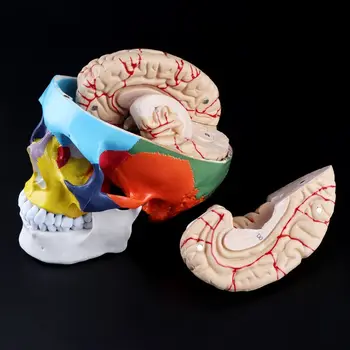 

1:1 Scale Colorful Human Adult Head Model with Brain Stem Anatomy Teaching Tool Supply 090F