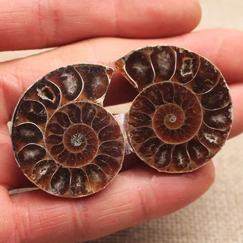 

Half Cut Natural Ammonite Shell Fossil Healing Mineral Specimen Reiki For Art Collect DIY Stone Crafts