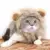 Регулируемая Львиная Грива Парик Шапка Кот Шляпа Костюм Косплей с Ушами Котенок Одеваются Шляпа Хэллоуин Зоотовары
