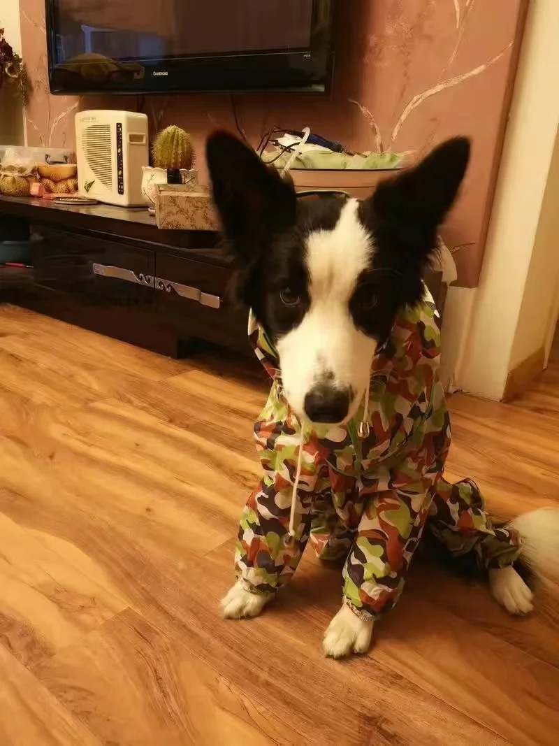 Capa de chuva do cão à prova