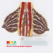 Женская лактация груди анатомическая модель груди красота модель гинекология модель медицина обучение Mrf002