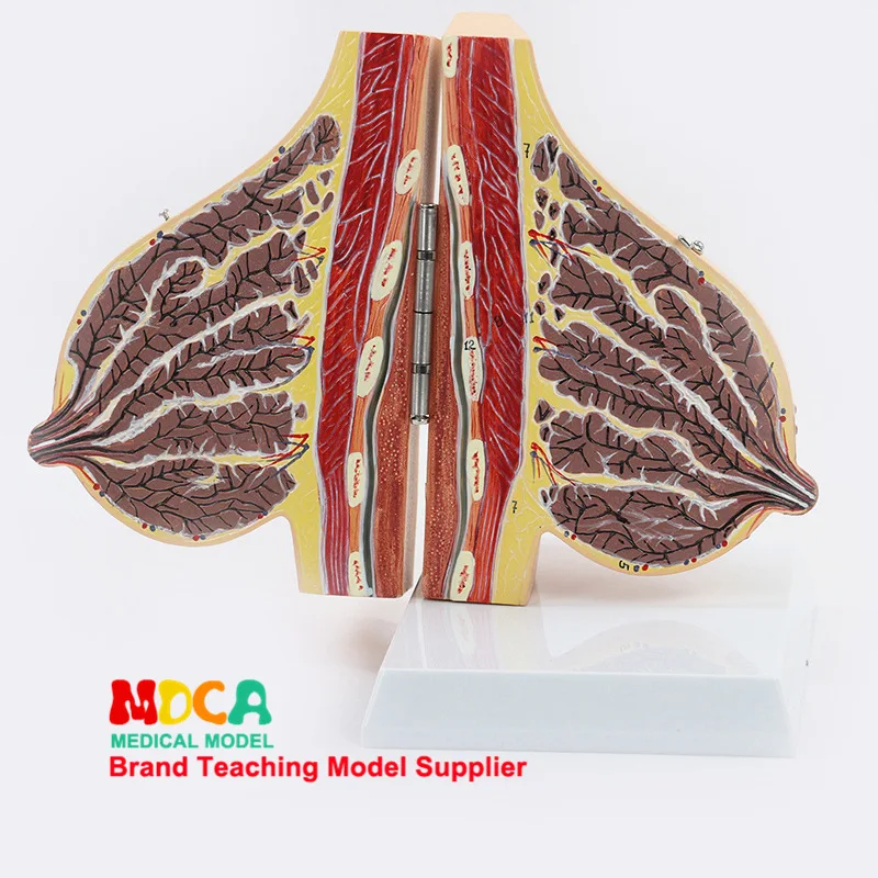 

Female Lactation Breast Anatomical Model Breast Beauty Model Gynecology Model Medicine Teaching Mrf002