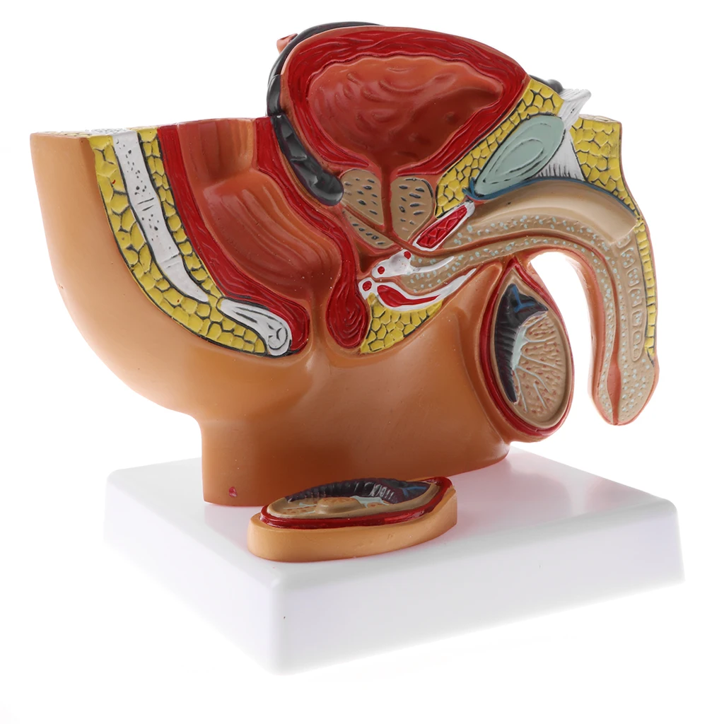 Male Pelvis Anatomical Model with Prostate, 1:2 Sagittal Section