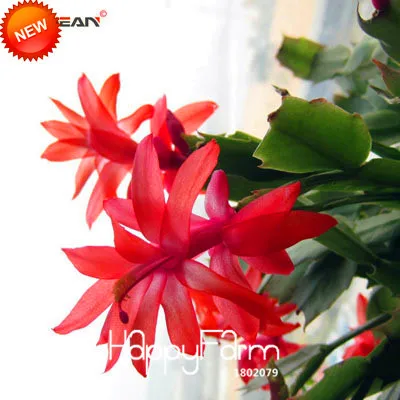 Промо-акция! 24 Цвета доступны Редкие Schlumbergera бонсай цветок Schlumbergera Truncatus сад 100 шт./пакет,#21YYK2 - Цвет: 17