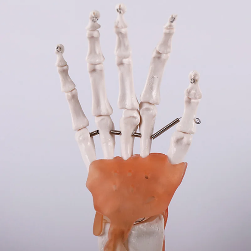 Medical Science Education Student Training Tools Advanced PVC Natural Size Hand Joint Model with Ligament BIX-A1030