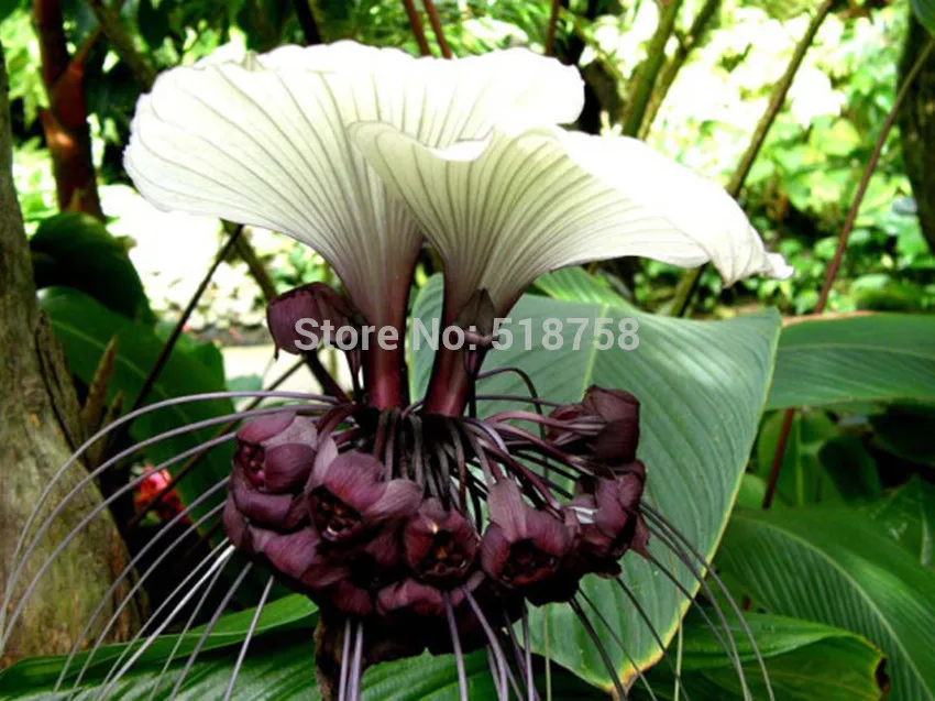 100 шт свежий настоящий Tacca Integrifolia OoEasy Fing flower F