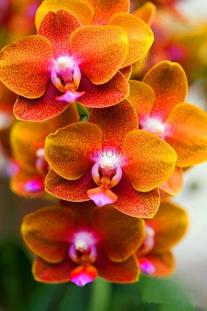 Распродажа! цветы в горшках Орхидея бонсай Cymbidium сад Цикада Орхидея Cymbidium Орхидея при цветении 100 шт,# T4TKSW