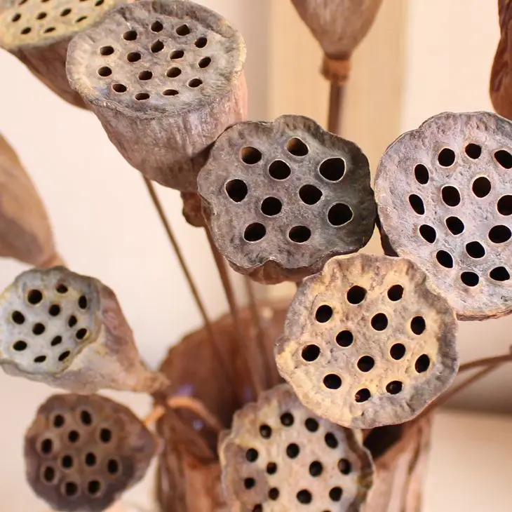 10 шт. Натуральные сушеные цветы цветы|natural dried flowers|dried flowersflower flower |