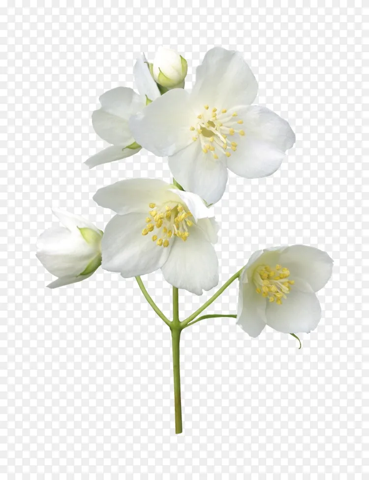 茉莉花png图片插花艺术摄影-iypng图片素材下载_图片编号5781698-png