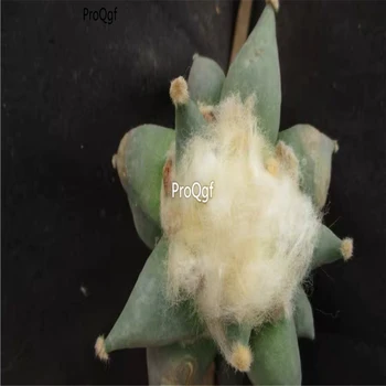 

Ngryise 1 set Ariocarpus retusus