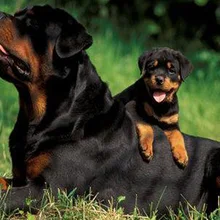 5d Сделай Сам Алмазная картина догзаказная роспись животных полный укроп мозаика вышивка крестиком вышивка украшение домашний декор