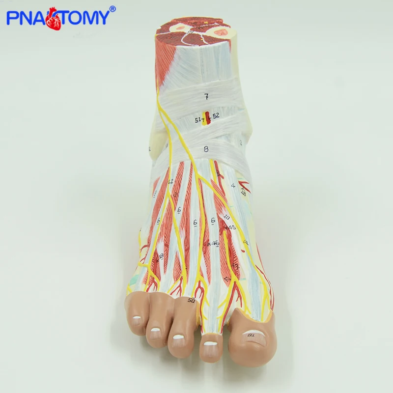 Life-Size Foot Anatomy Model 5
