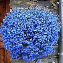 Blue Hanging flower bonsai, flax plantas sowing spring and autumn seasons, semillas de flores for home& garden* 100plant a bag