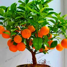 Самая низкая цена! 4 вида фруктов, бонсай фруктовое дерево Флорес, овощные и фруктовые плантации садовое растение вкусное яблоко апельсин киви вишня t
