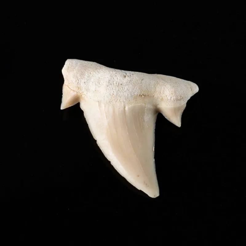 XOC3067 (9)