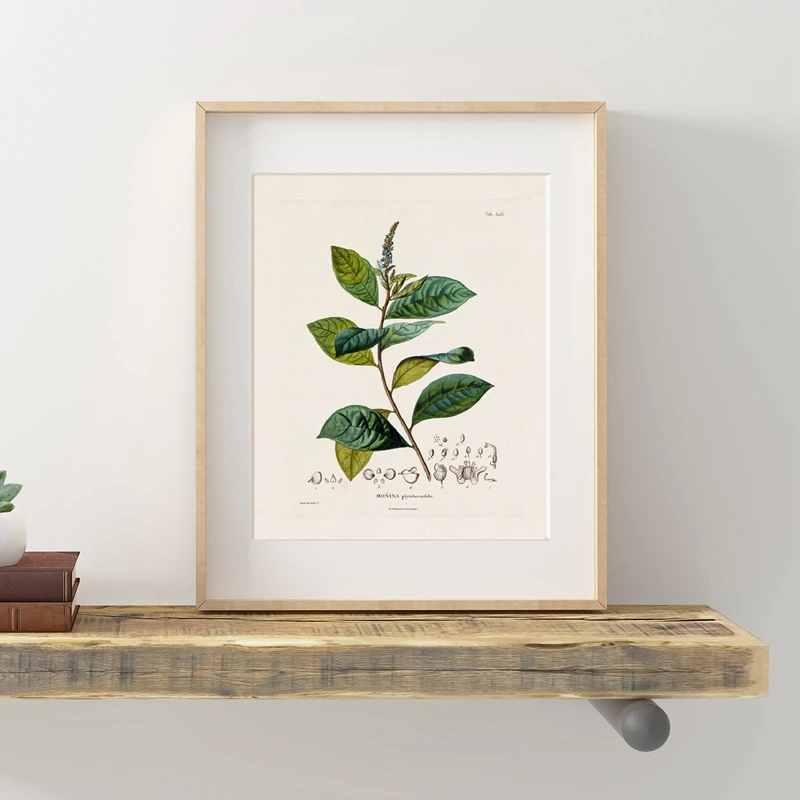 Botany Botanicals Plant Study Prints Home Decor