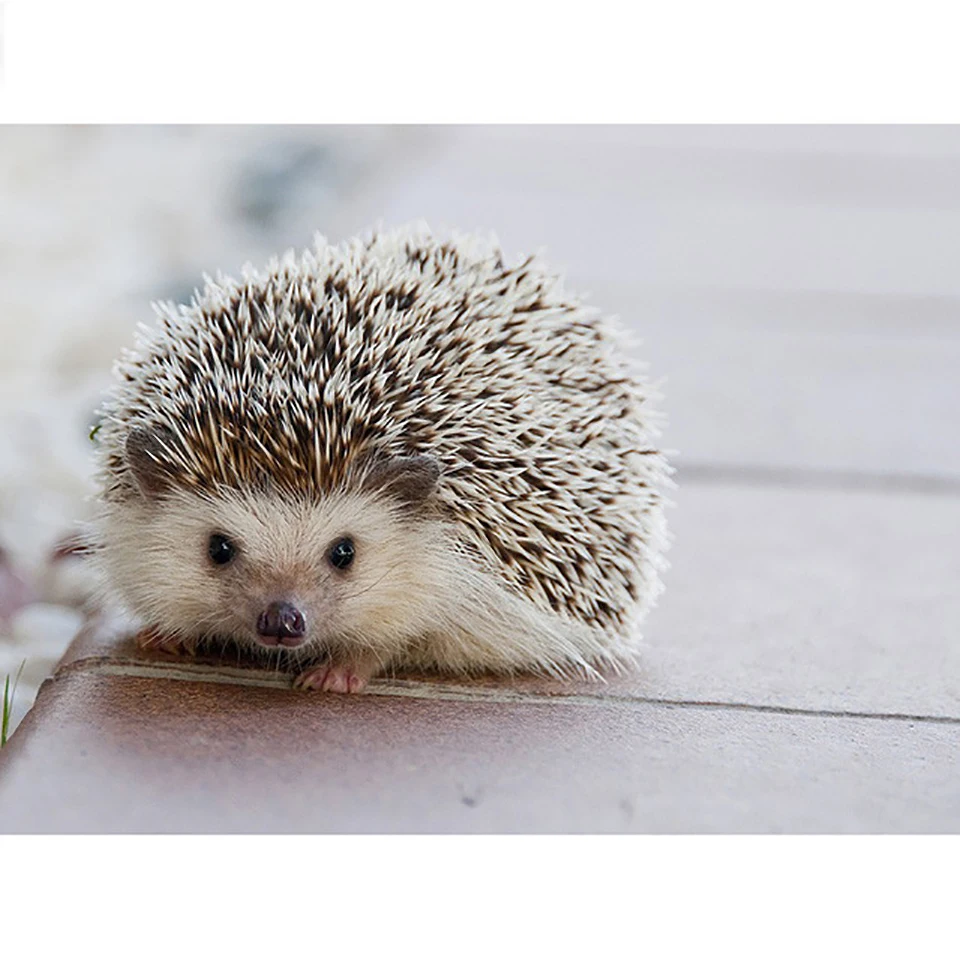 

Full Square Drill DIY 5D Diamond Home Decor Hedgehog Animal Painting Cross Stitch Embroidery Picture Patterns Mosaic Wall Art