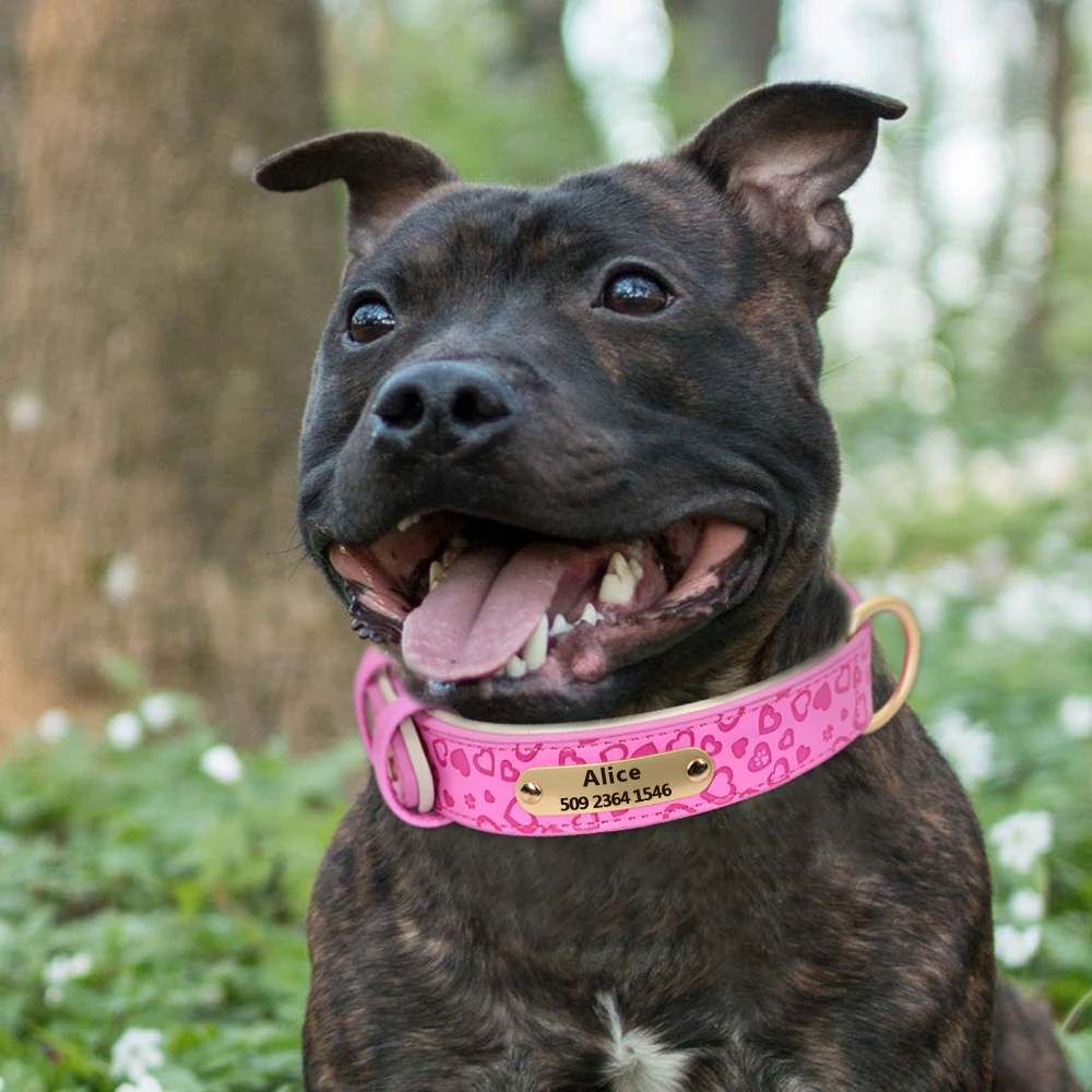 Custom Padded Leather Dog Collar Dogs Cats Everything