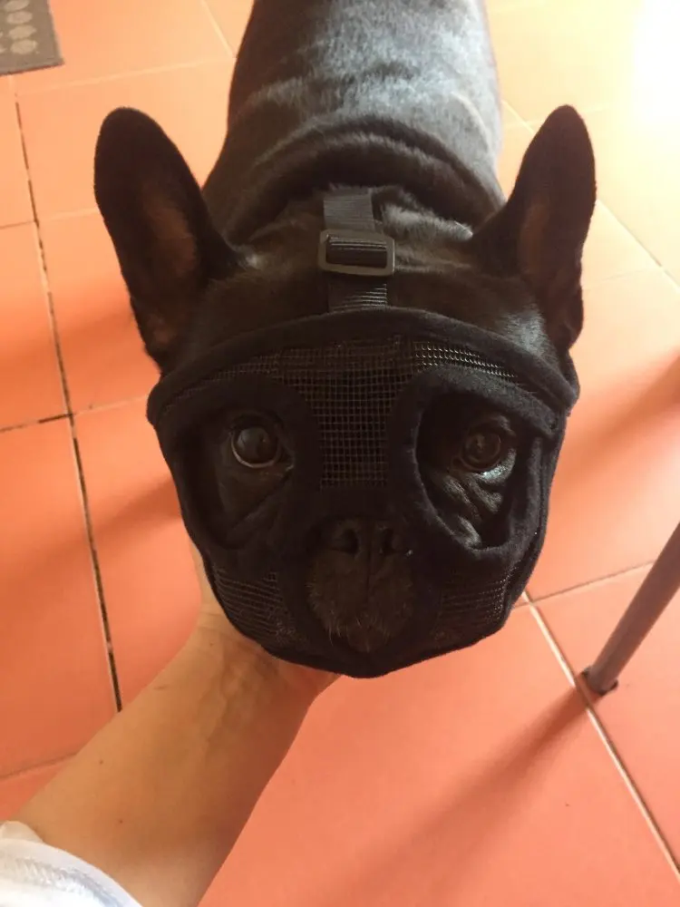 Short French Bulldog Muzzle