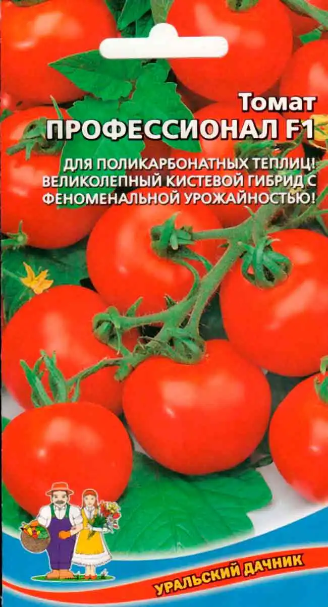 Сорт Томатов Дачник Фото Отзывы