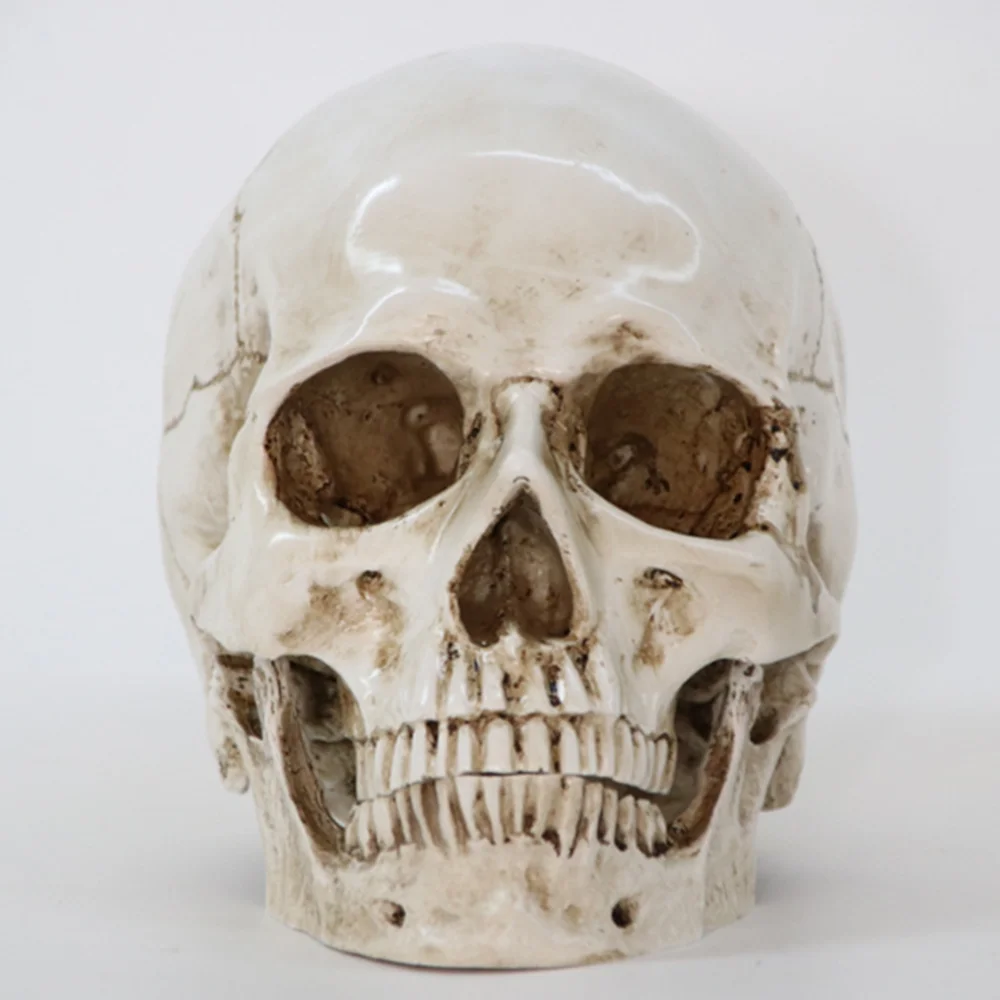

Halloween Skull Decoration Home Human Head Model Toy Resin Relica In Natural Size 1:1 Doll Evening Party Scary Funny Model Skull