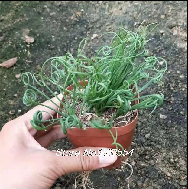 Импортные 5 шт. Albuca concordiana Волшебные цветы домашний сад - Цвет: 4