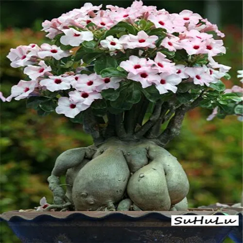 5 шт.,, настоящая пустынная Роза, экзотические растения Adenium Obesum, цветы, бонсай, растения для очистки воздуха, для дома, сада, цветы в горшках - Цвет: 16