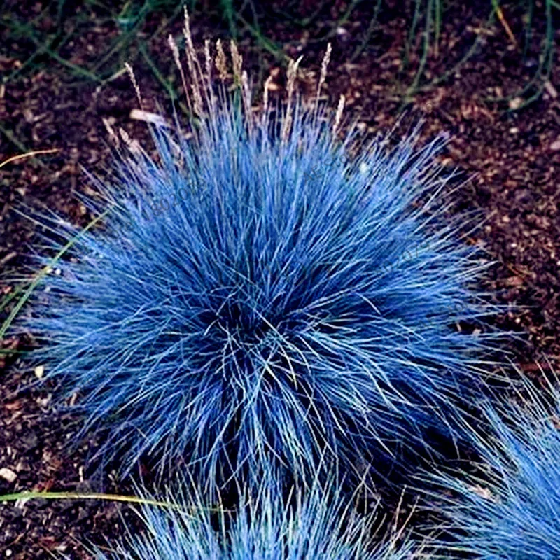 100 шт./пакет овсяница травы(Festuca glauca) Сад засухоустойчивых декоративная трава flores многолетнее бонсай растения для домашнего использования