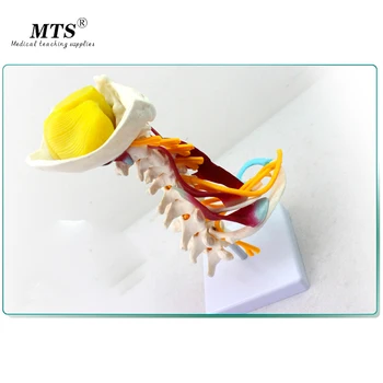 Medical Human Cervical Vertebra Model Cervical Muscle Neurological Model Human Specimen Recommended By Orthopedic Surgeon