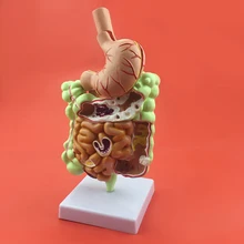 Анатомическая модель пищеварительного желудка, большой кишки, ректум, Обучающие принадлежности