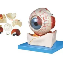 Анатомическая модель окуляра офтальмологическая модель нерва усилитель структуры окуляра манекен для медицинского обучения модель