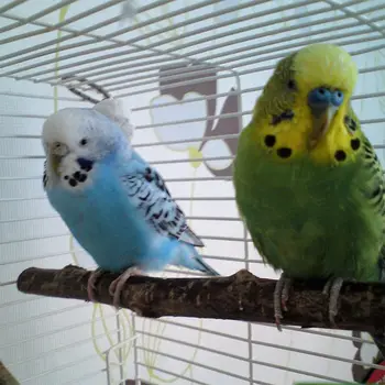 

10Pcs Parrot Stand Rod Natural Wood Fork Branch Perch Hanging Swing Bird Toys with Stainless Steel Washers Cage Decor