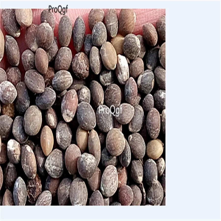 Ngryise 1000 шт набор Pistacia chinensis