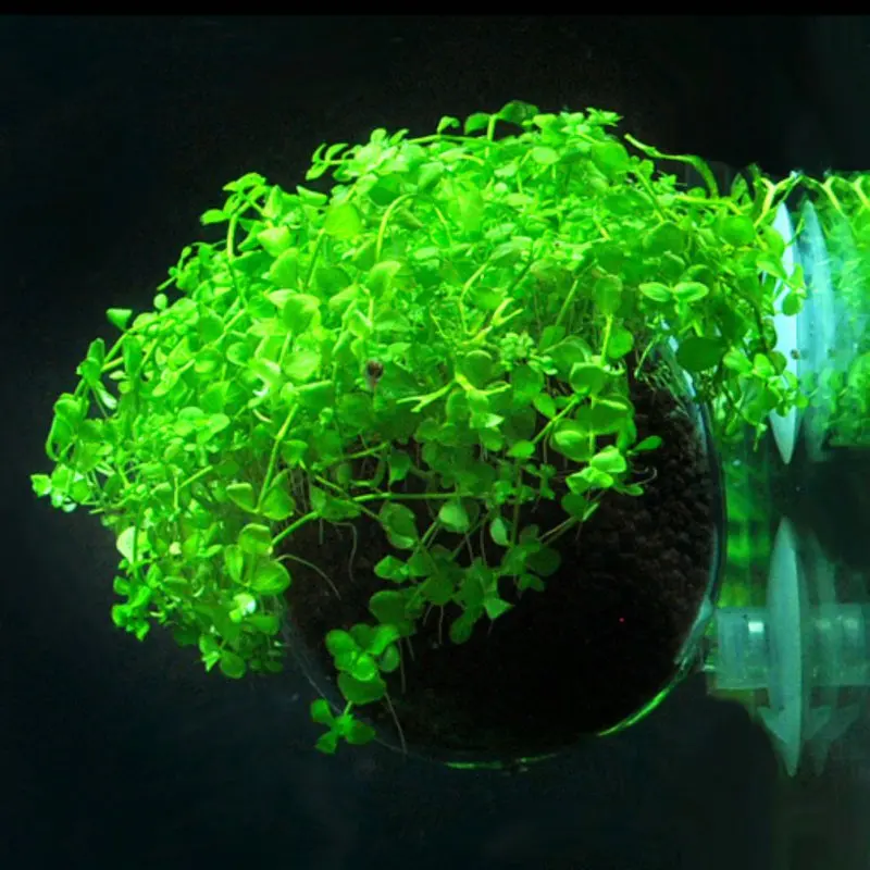 

New Aquaculture Cup decoration fish tank Mini Crystal Glass Pot Polka Water potted aquatic planting cylinder cup