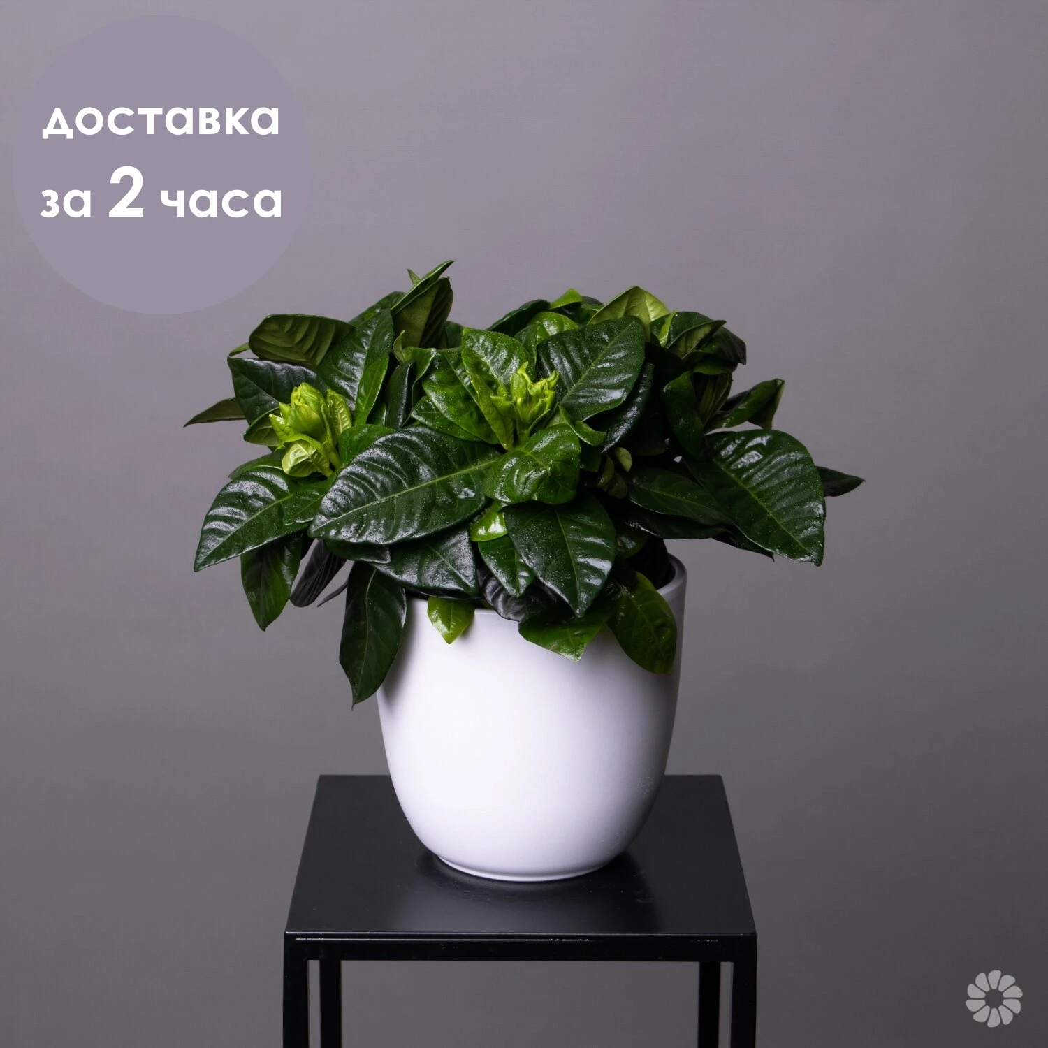 Gardenia vasos de flores da planta flor por atacado interior sofisticado  grandes botões loja com entrega rápida e preços razoáveis floricultura  decoração extraordinário grupo bonito brilhante| | - AliExpress