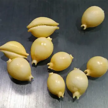 

5pcs per lot Natural Conch Shells Mini Conch Corn Screw Wall Decoration DIY Aquarium Landscape Seashells Crafts/party Decor