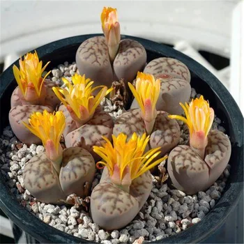 

Plant Flower Bath Salts Succulent cactus Essence 100Pcs AN-ZZ14-100