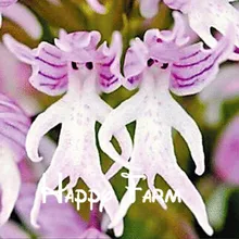 Цветочные горшки растения обезьяна лицо орхидеи Флорес Человек Орхидея несколько сортов бонсай растения плантации для дома и сада, 100 bonsa