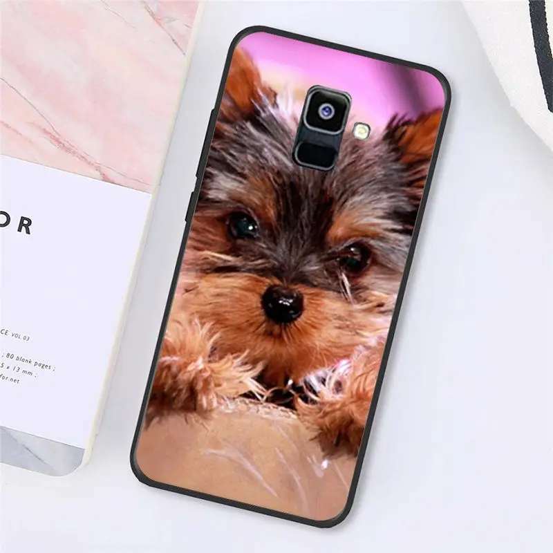 Yorkshire terrier dog