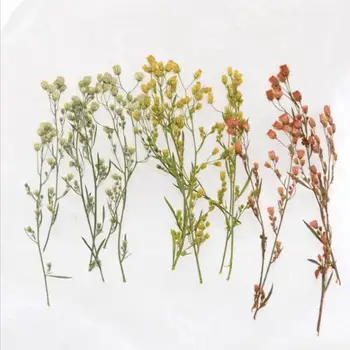 

120pcs Pressed Dried Conyza Canadensis Flower Plant Herbarium For Jewelry Postcard Bookmark Invatation Card DIY Making
