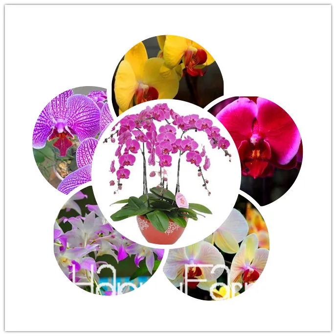 В продаже! 100 шт фаленопсис, Орхидея, бонсай бабочка Орхидея растения красивый цветок,#27RCXA