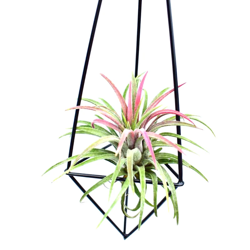 Home Garden Freestanding Hanging Tillandsia Air Plants Rack Metal Geometric Rack Swing Wrought Iron Rustic Plant Pots Home Decor big flower pots