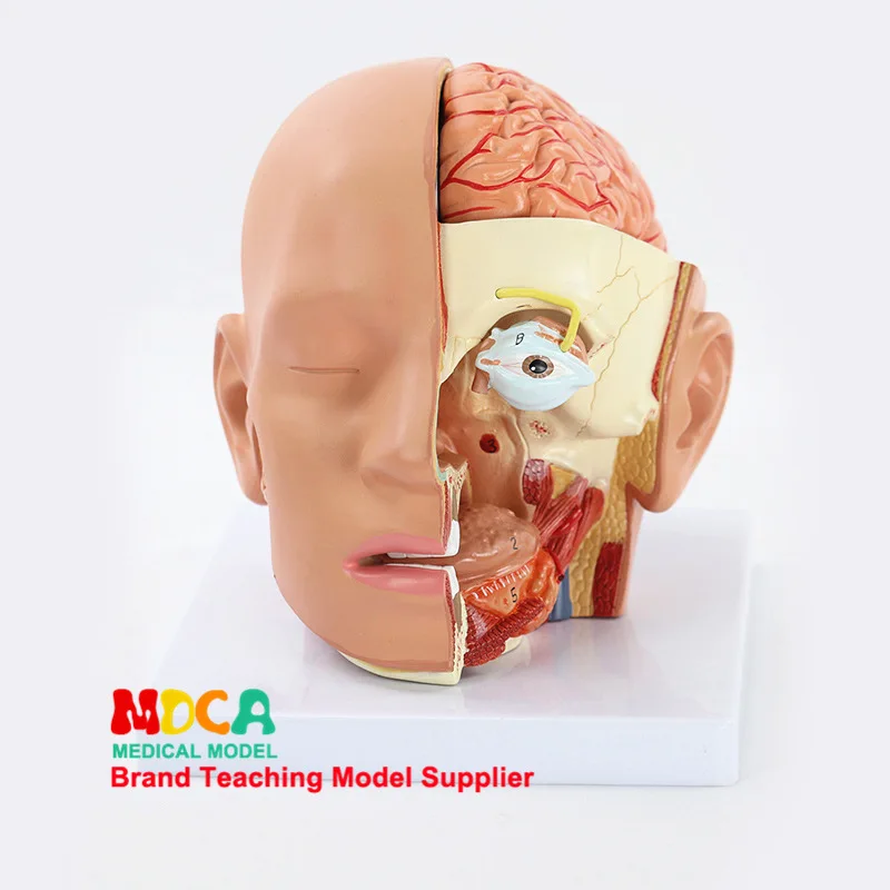 

Medicine 4 Parts Head Anatomy Skull Brain Cerebellum Eyeball Oral Nasal Cavity Model Medical Use Teaching Mtg019