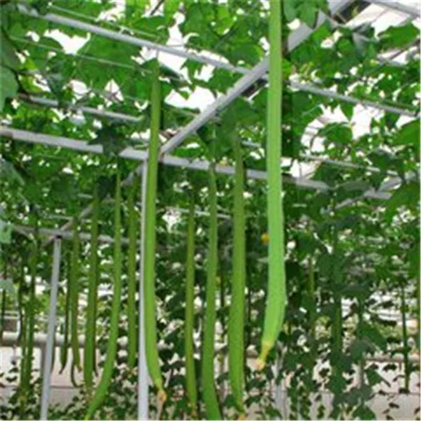 10 шт. люфа Luffa цилиндрическое Угловое Полотенце Тыква длинные luffa органические овощи для дома садовые растения легко выращивать