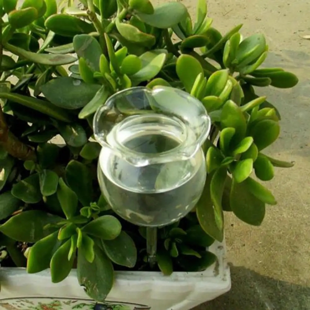 Glass Plant Flowers Water Feeder Automatic Clear Glass Garden