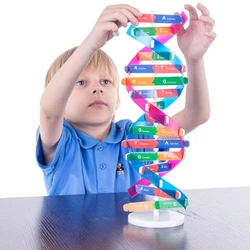 Puzzle éducatif préscolaire, jouet d'apprentissage des sciences biologiques, Kits 3D, modèle de Structure générique de l'adn humain, à faire soi même, cadeau pour enfants, 2022 