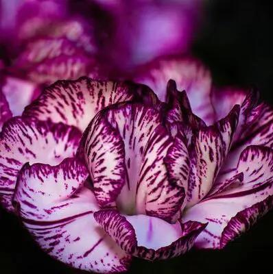 500 шт Dianthus caryophyllus 'Giant Chabaud Mixed' дикая Гвоздика домашний сад - Цвет: 12