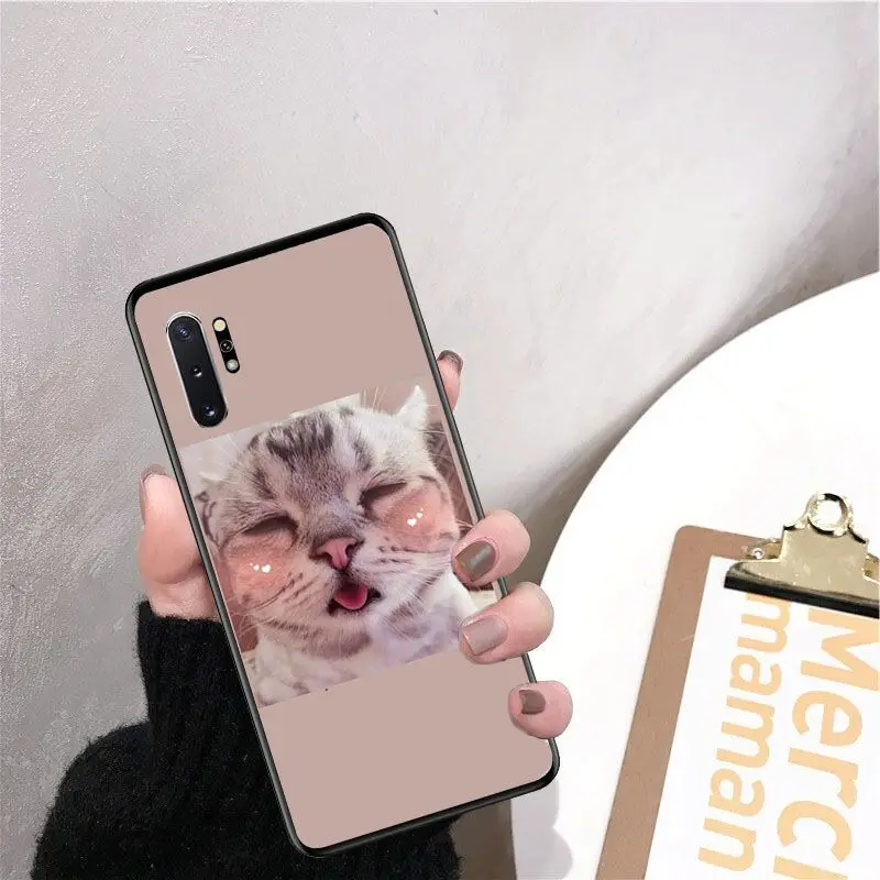 Cute funny funny kitten cat